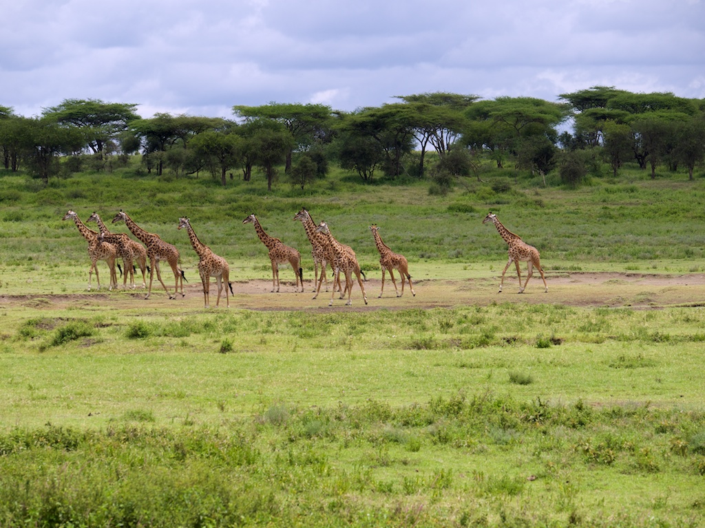 giraffe herd
